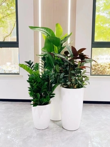 余姚盆景租摆专业，领略独特艺术风情